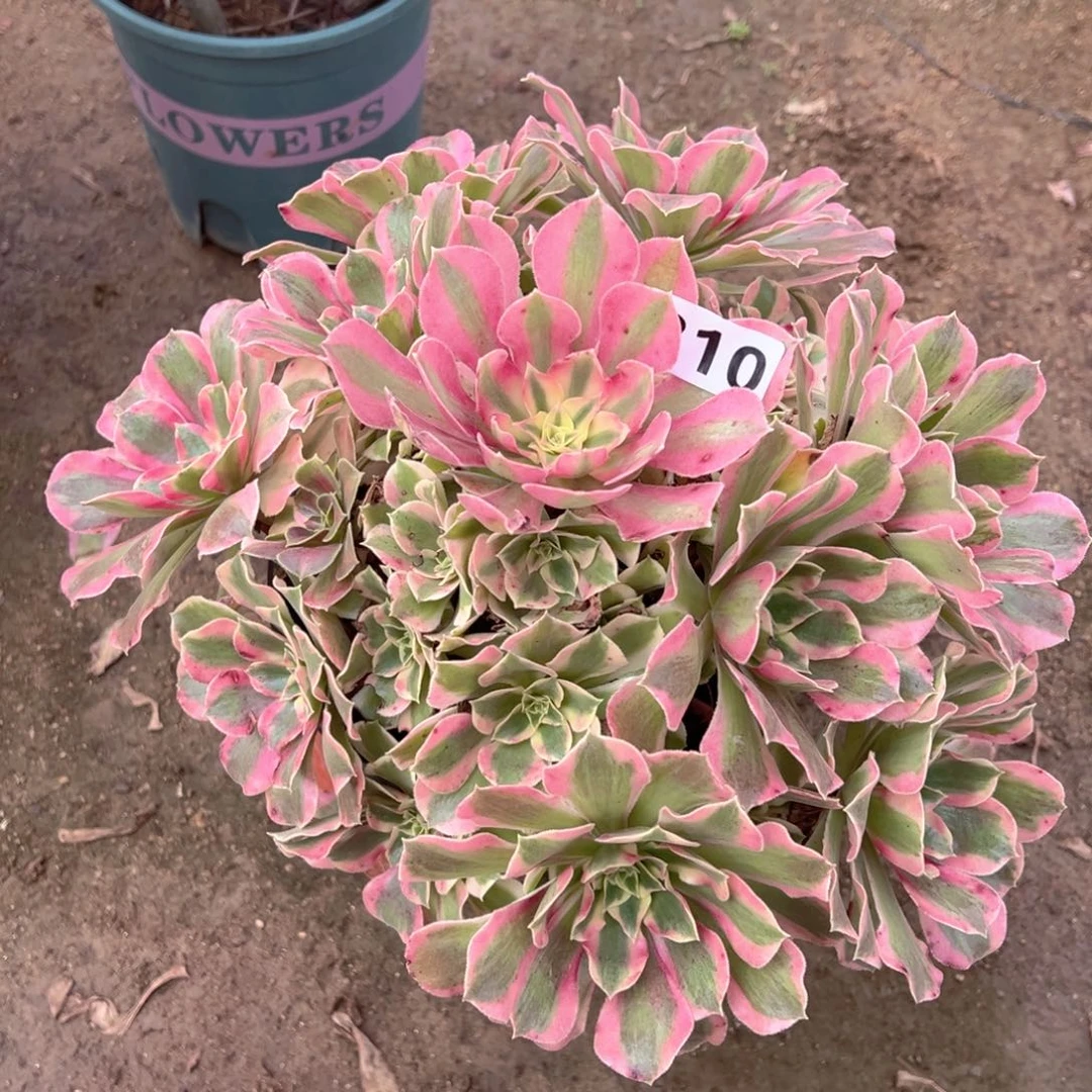 多肉植物叶罗刹310