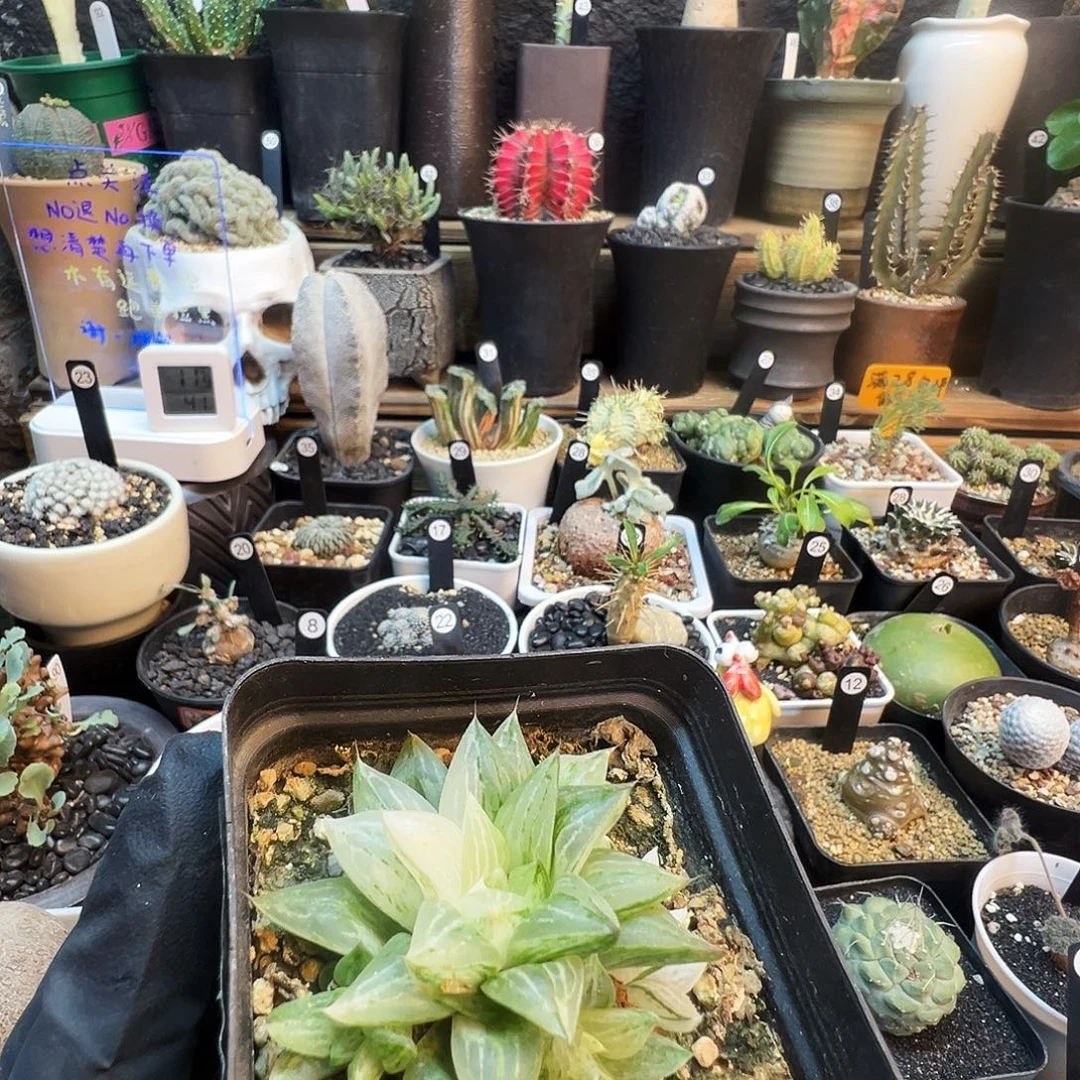 原祖兵砂糖带盆发货