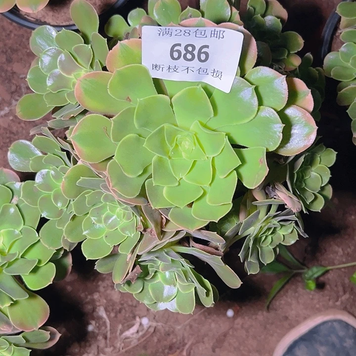 686香妃多肉植物保护
