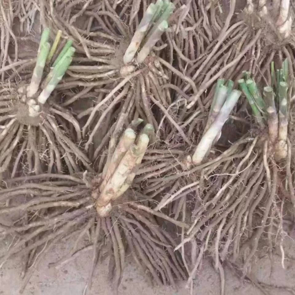 优质芦笋根苗特大绿色芦笋苗庭院四季种植可大面积种植现挖发