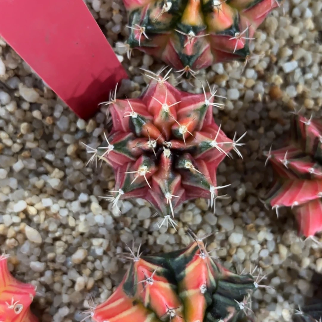 L725-1217泰国发货