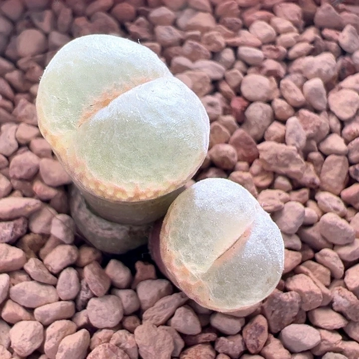 A184.  青蛙种源优选六年母本安格尼斯之眼。纽扣白窗。