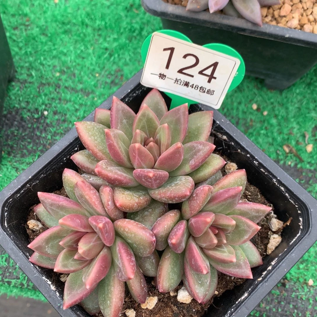迷雾泡泡无砍平头124