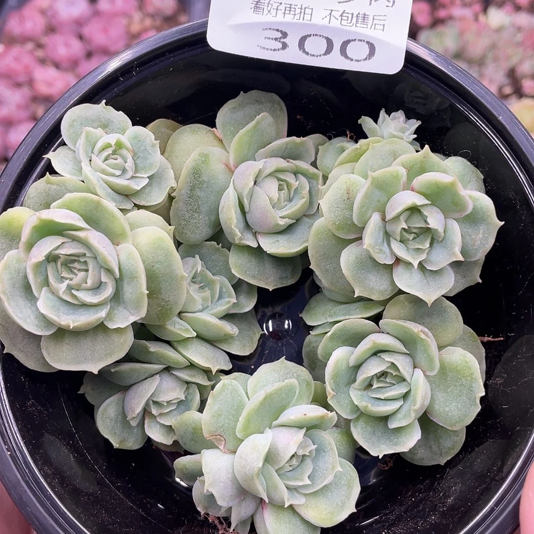 云糖心多肉植物300