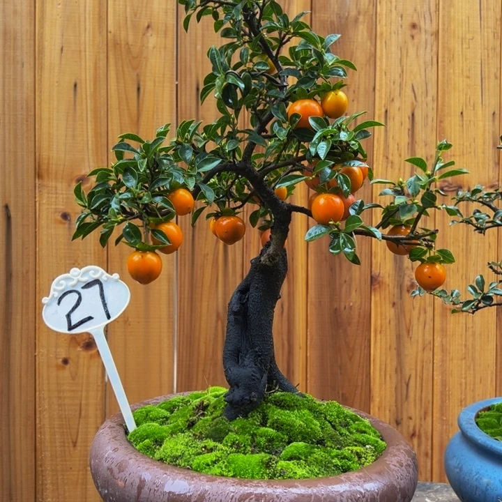 以实际为准金弹子盆景一物一拍