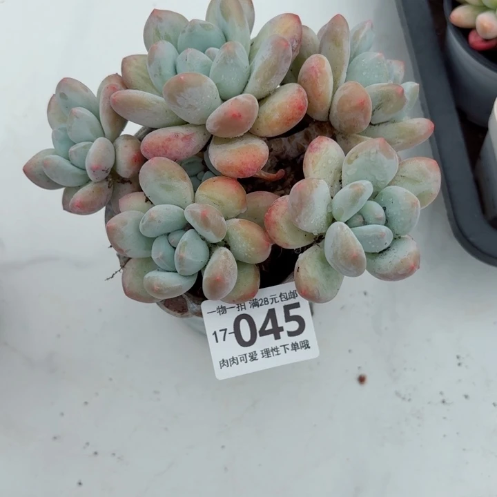 香水无盆土发货多肉多