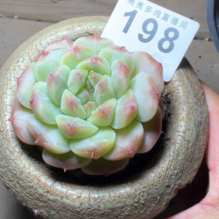 十****冰魄         多肉植物