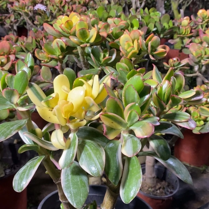 白锦花月一物一拍