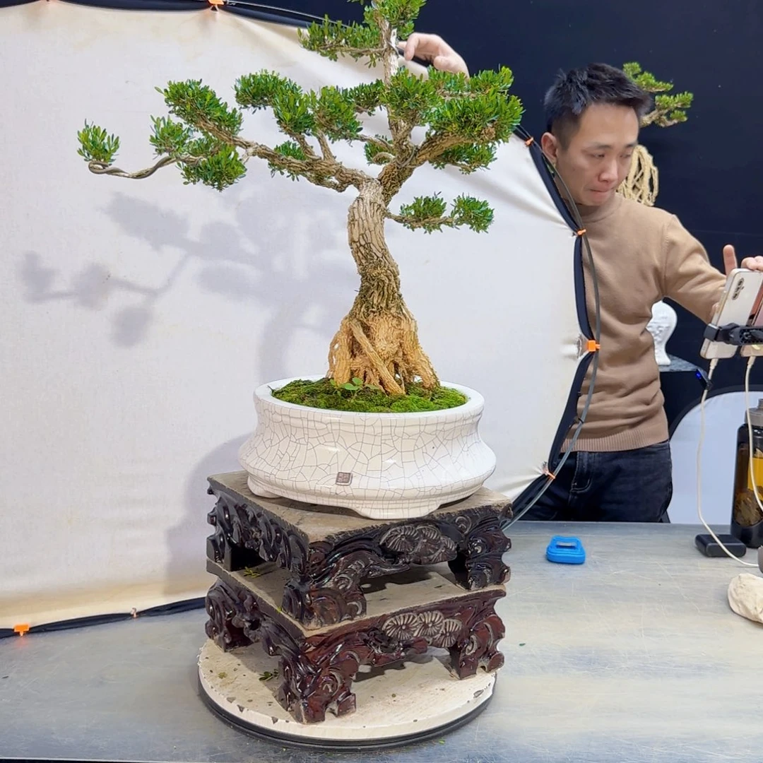 高端盆景艺术作品