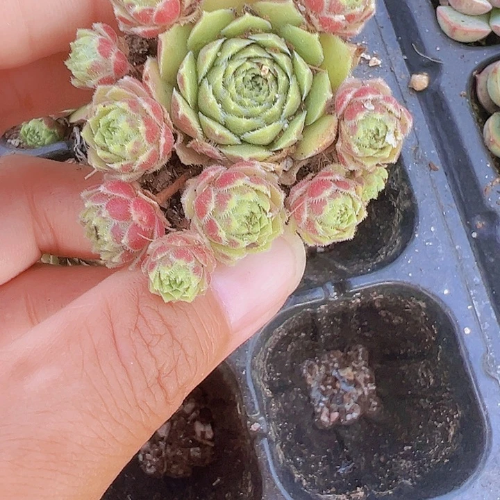 穴盘爱德华3颗19包邮