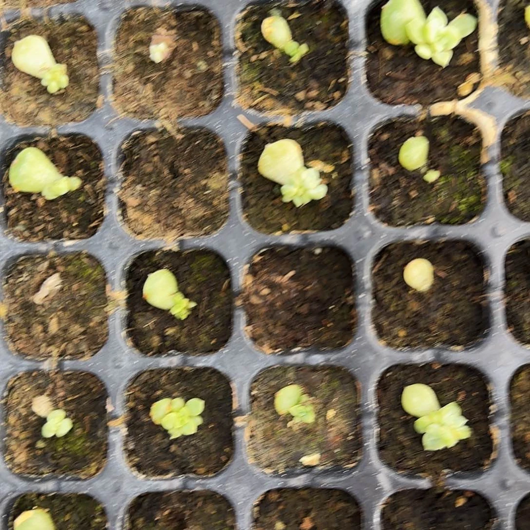 泼天芝麻穴一个满25包邮