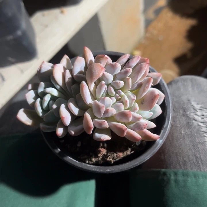 小树树星影橙子缀化五十包邮