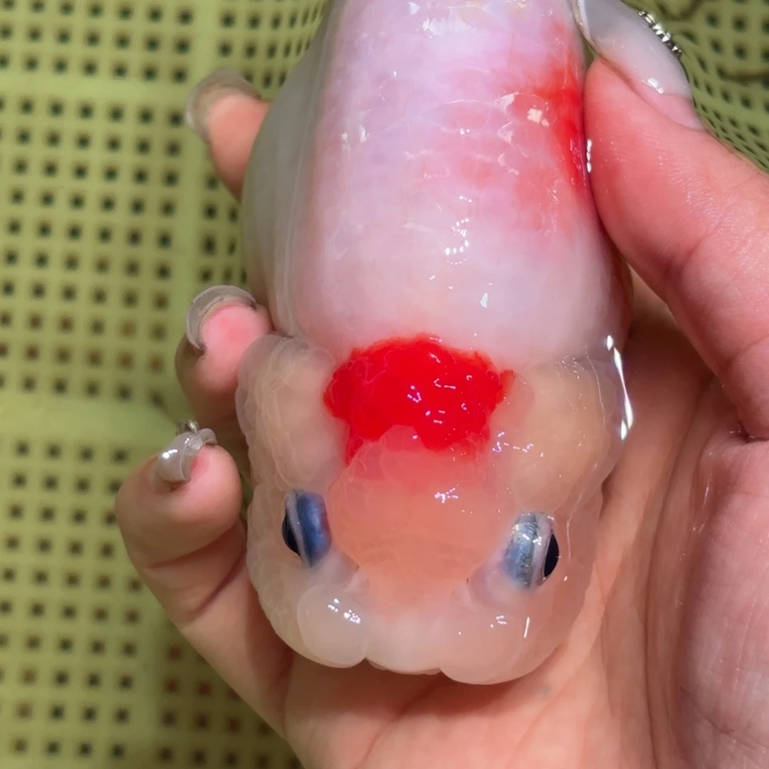 壹***ㅤ金鱼拍包装包邮，不拍包装运费到付