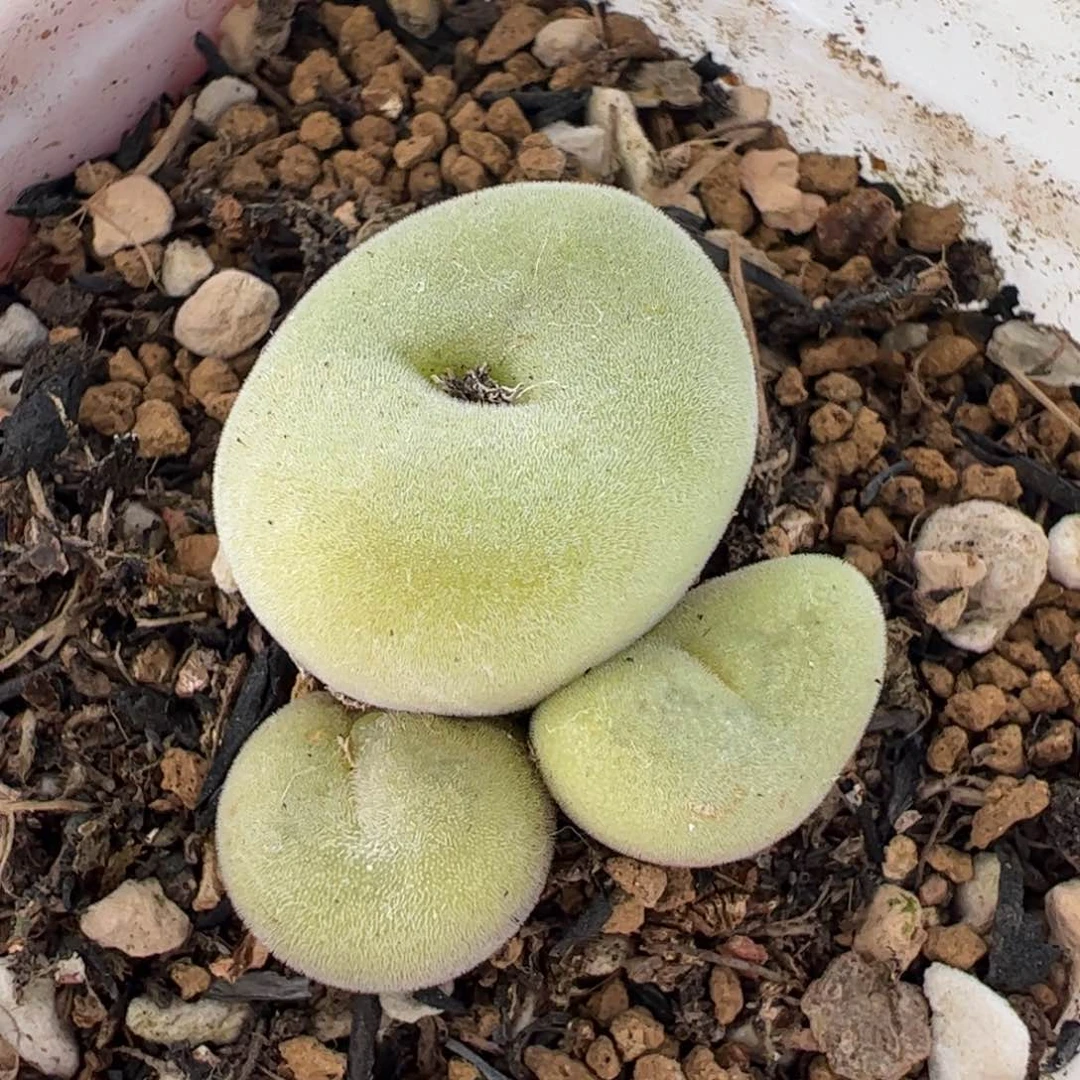 052多肉植物百科