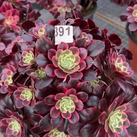 391金丝雀30厘米左右