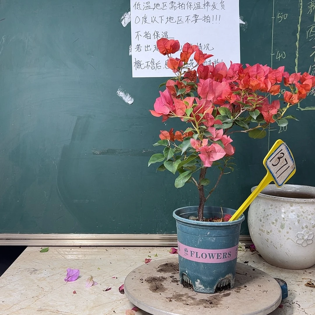 完全开放  暗斑夕阳红  1371