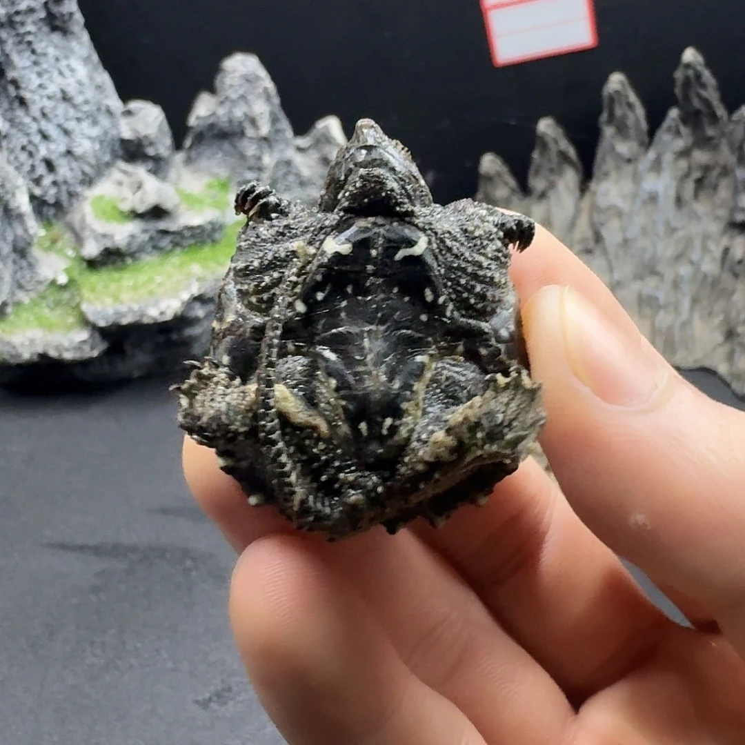 绿毛龟不分公母纯佛小黑