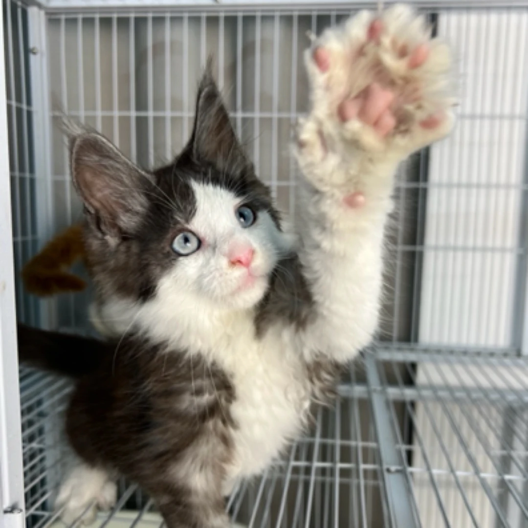 黑白双蓝眼缅因猫弟弟