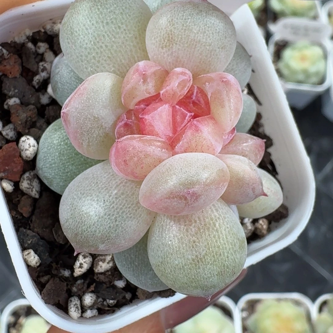 1214-40-胖胖伪缀一颗多肉