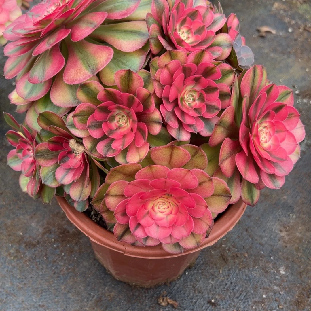 103荔枝有微瑕多肉多肉多肉