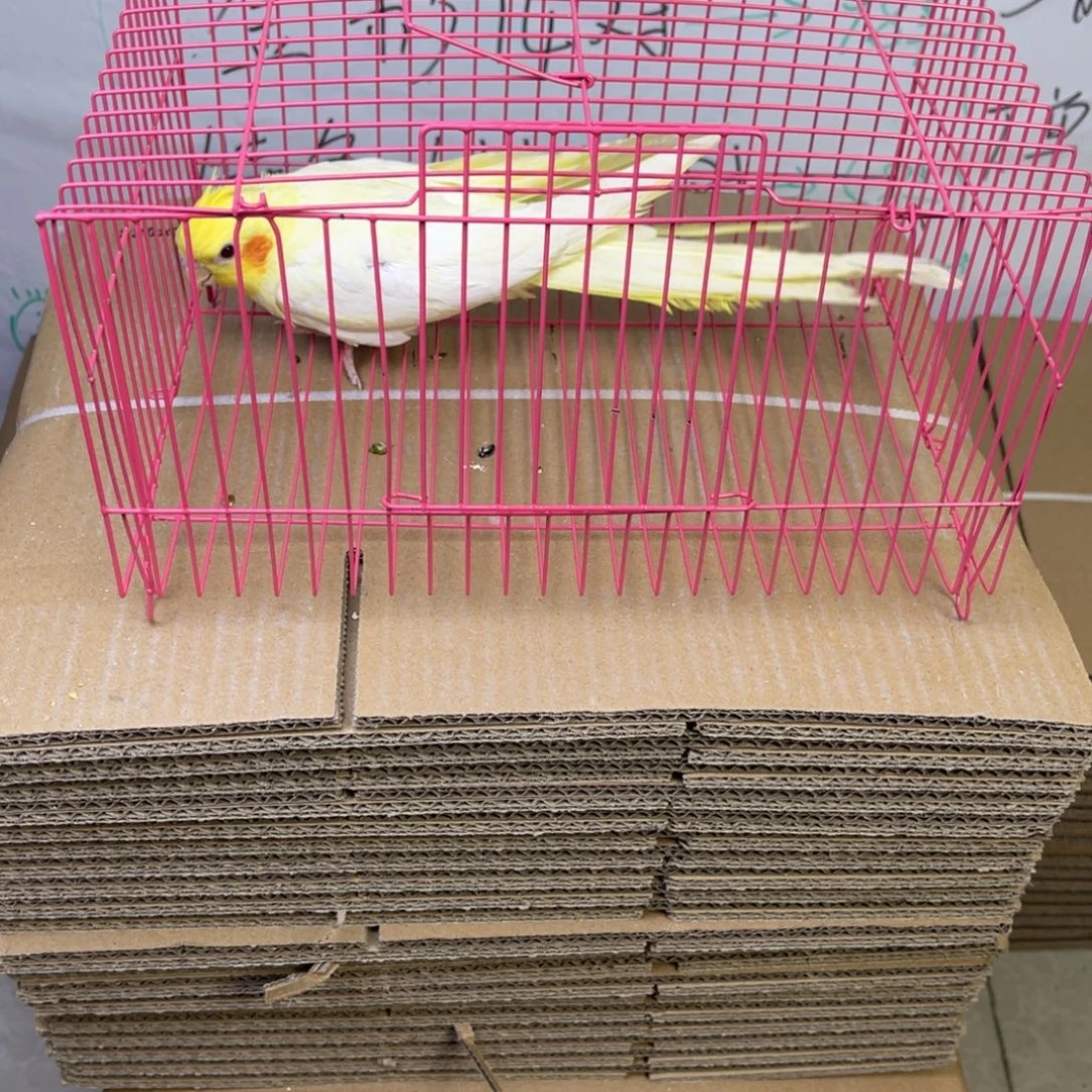 虎皮鹦鹉玄凤一只