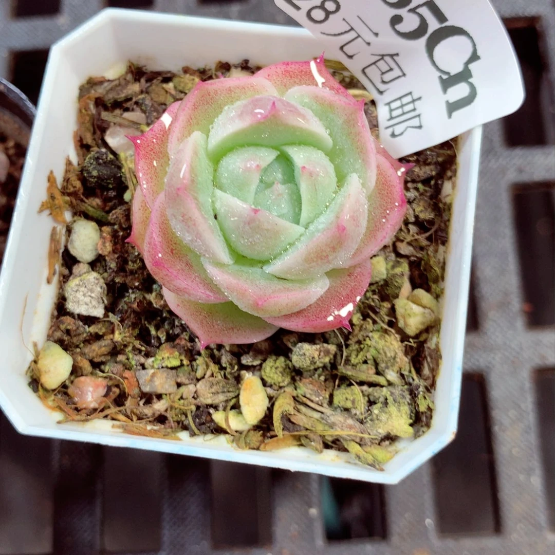 5厘米盆精控多肉085