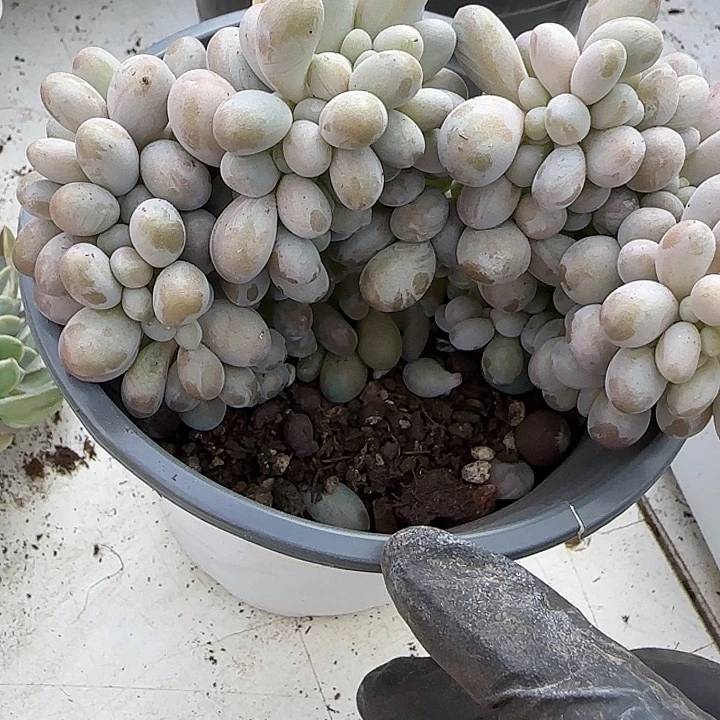 青蛙王子儿童牙膏11