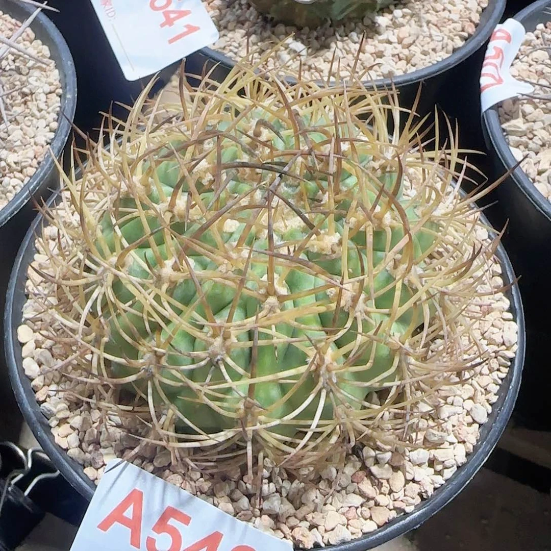 伍佰津玉 自根仙人球543