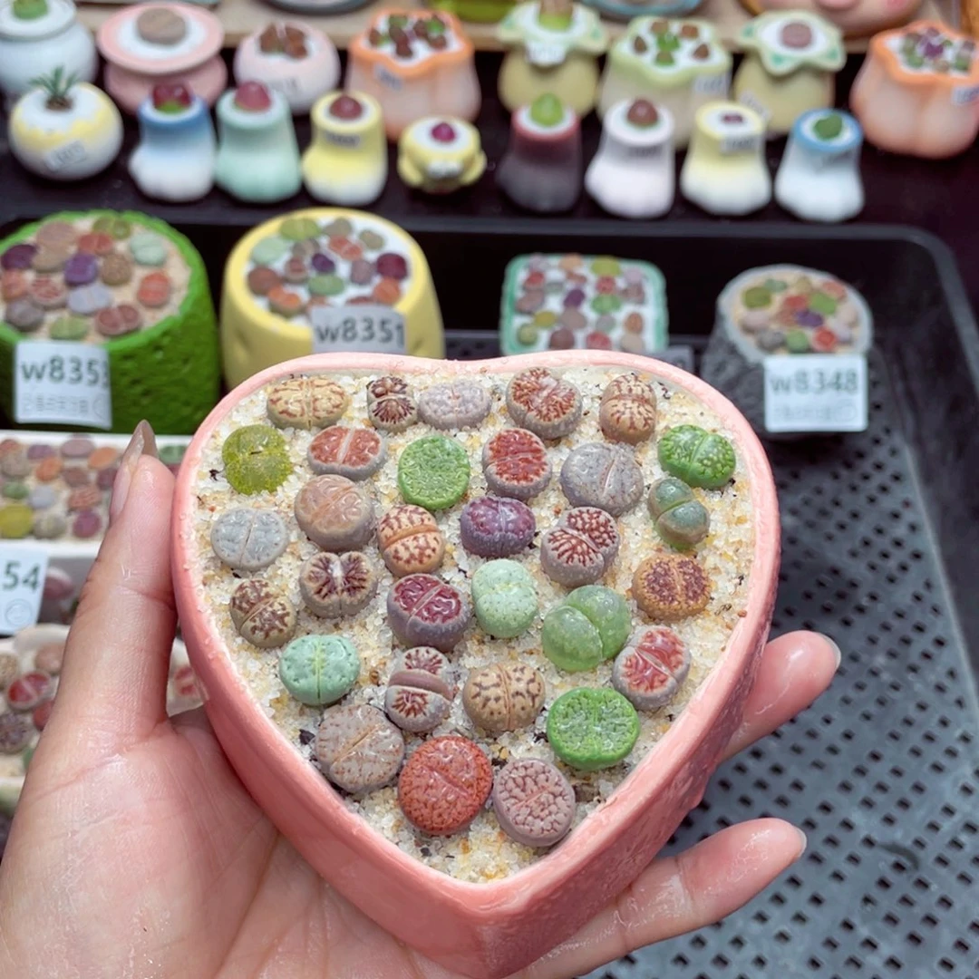 w8365 带盆土发货一物一拍