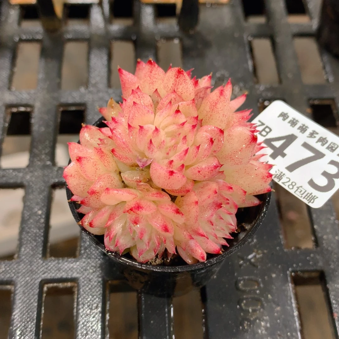 肉萌萌拇指盆精控多肉ZB473