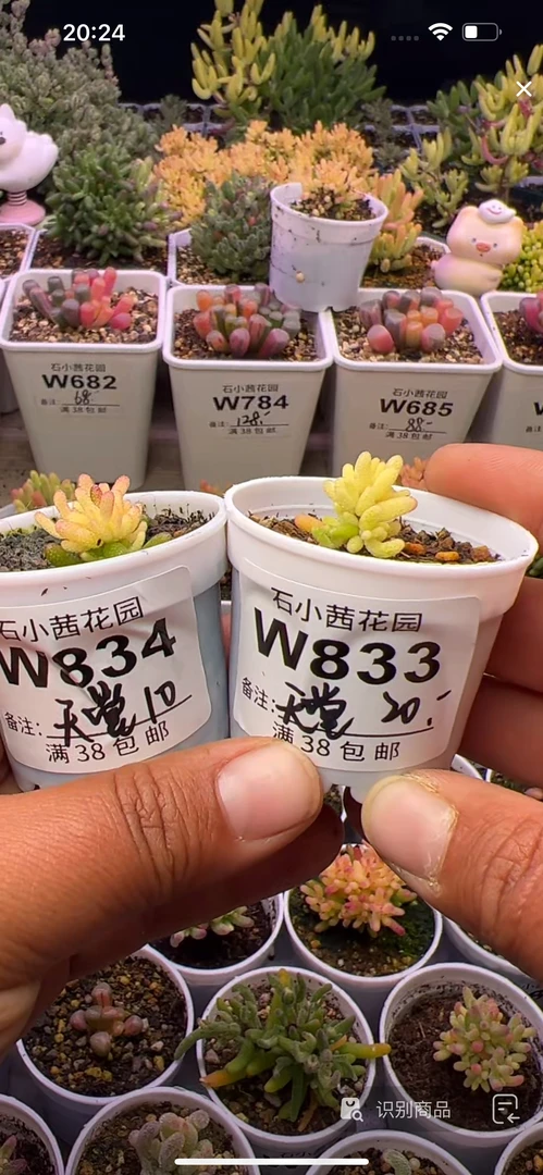天堂-真假飞机株2颗-多肉植物枝干番杏
