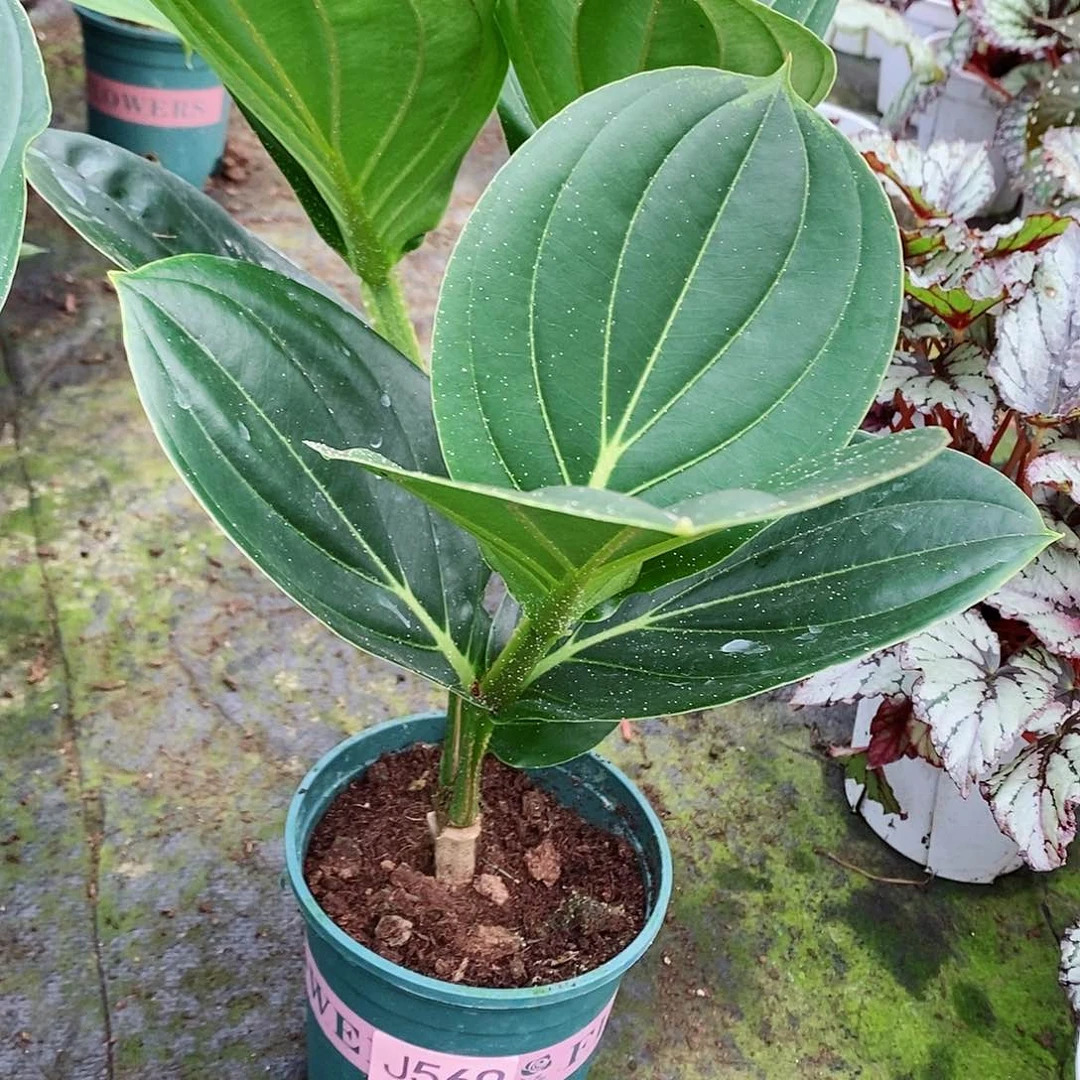 无花朵憨***饱木本花卉569