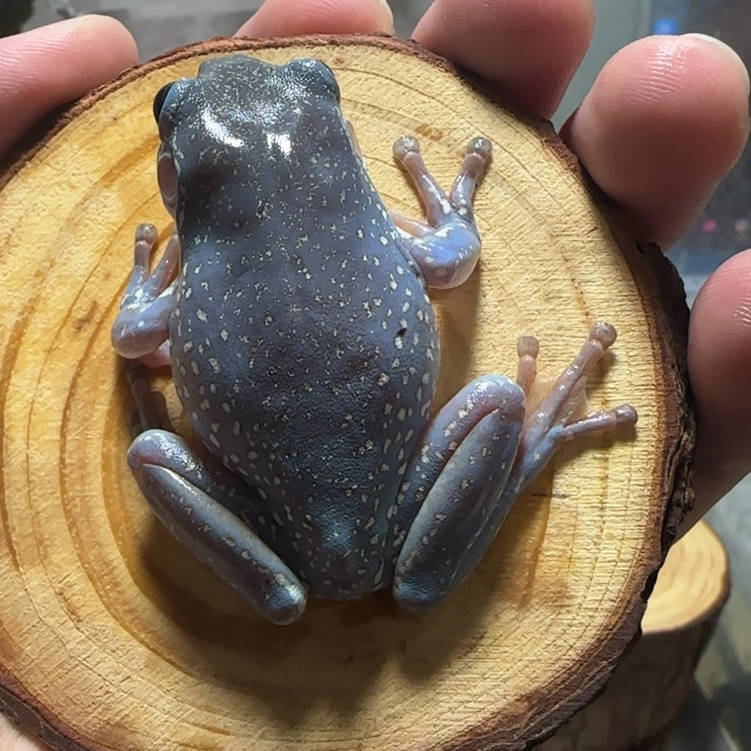 老爷树蛙11 奥蓝暴雪