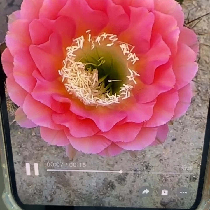 香香2546侧芽3公分左右