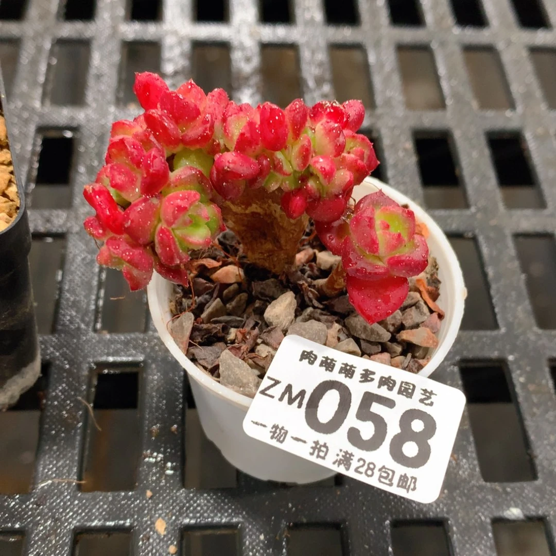 肉萌萌拇指盆精控多肉ZM058