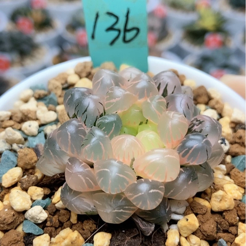 【闪购商品】E****?136冰灯锦