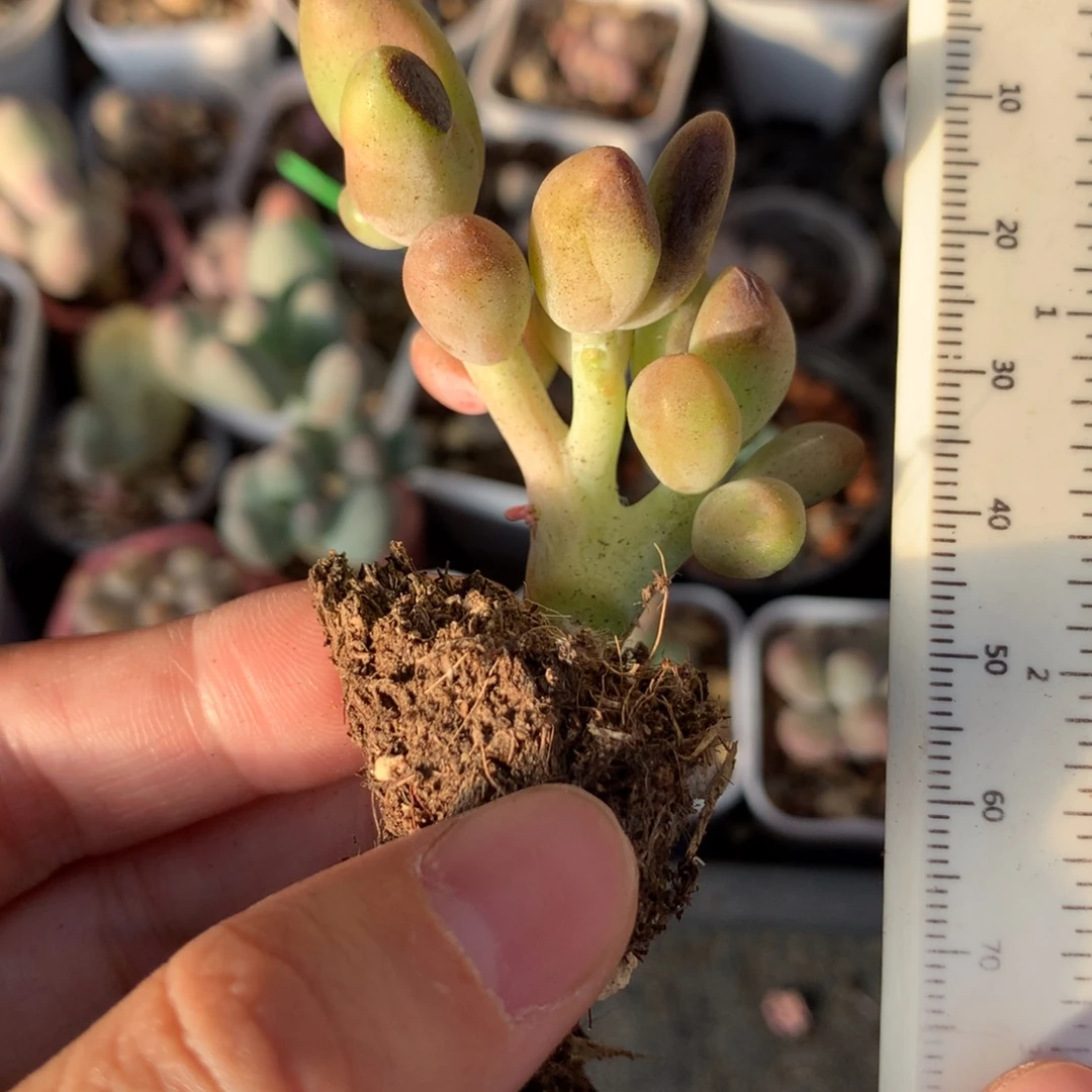 瑕疵特价芒果奶哈哈哈哈