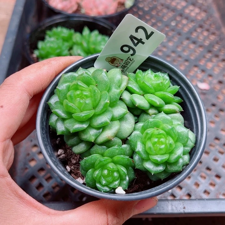 多肉植物多肉植物