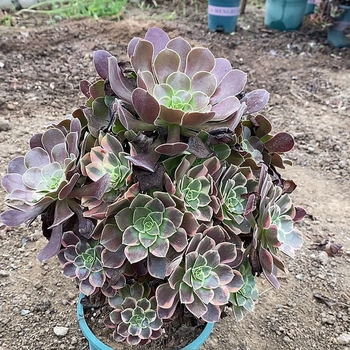 金丝雀阴阳多肉植物076