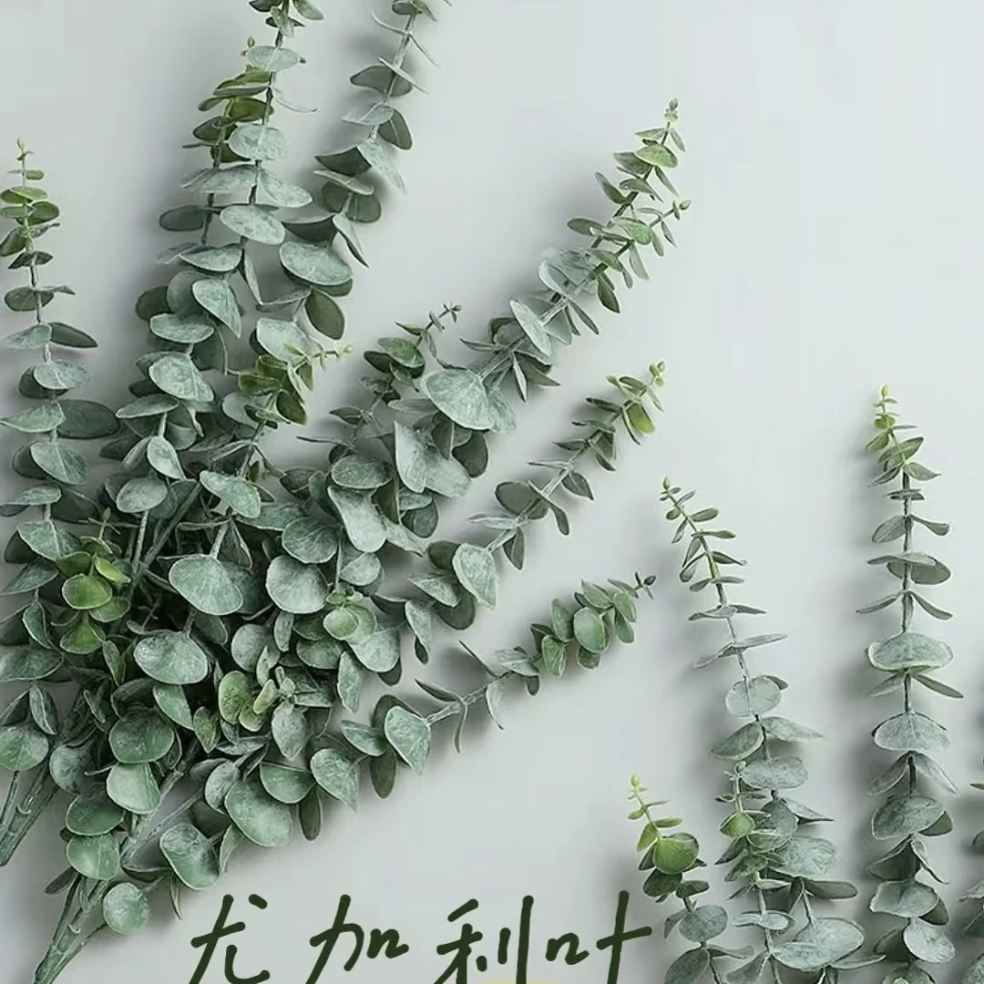 尤加利叶 收到花需要醒花 0°以下要拍保温棉 云南鲜花基地直发
