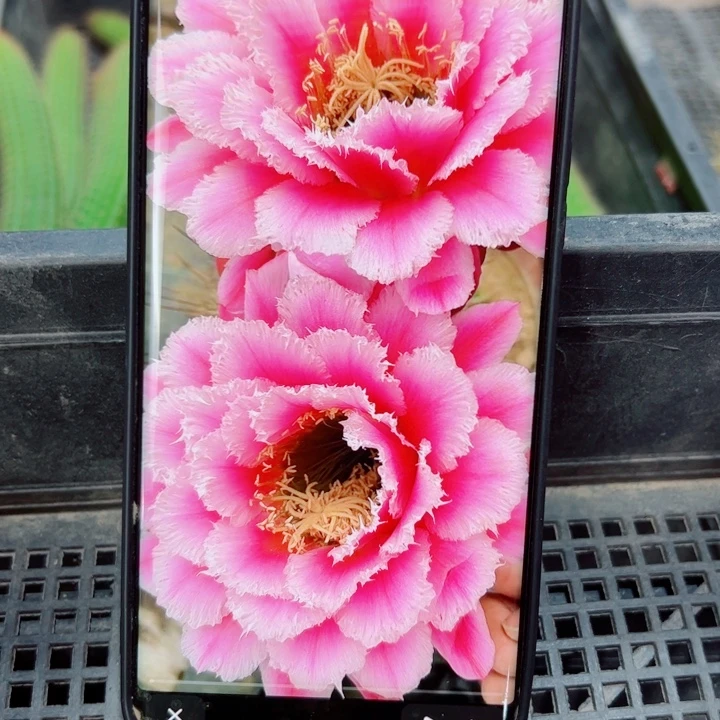 14毛七仙女歪无根侧芽5公分左右20包邮