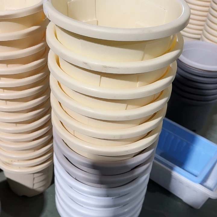 测22口径5个无托米黄