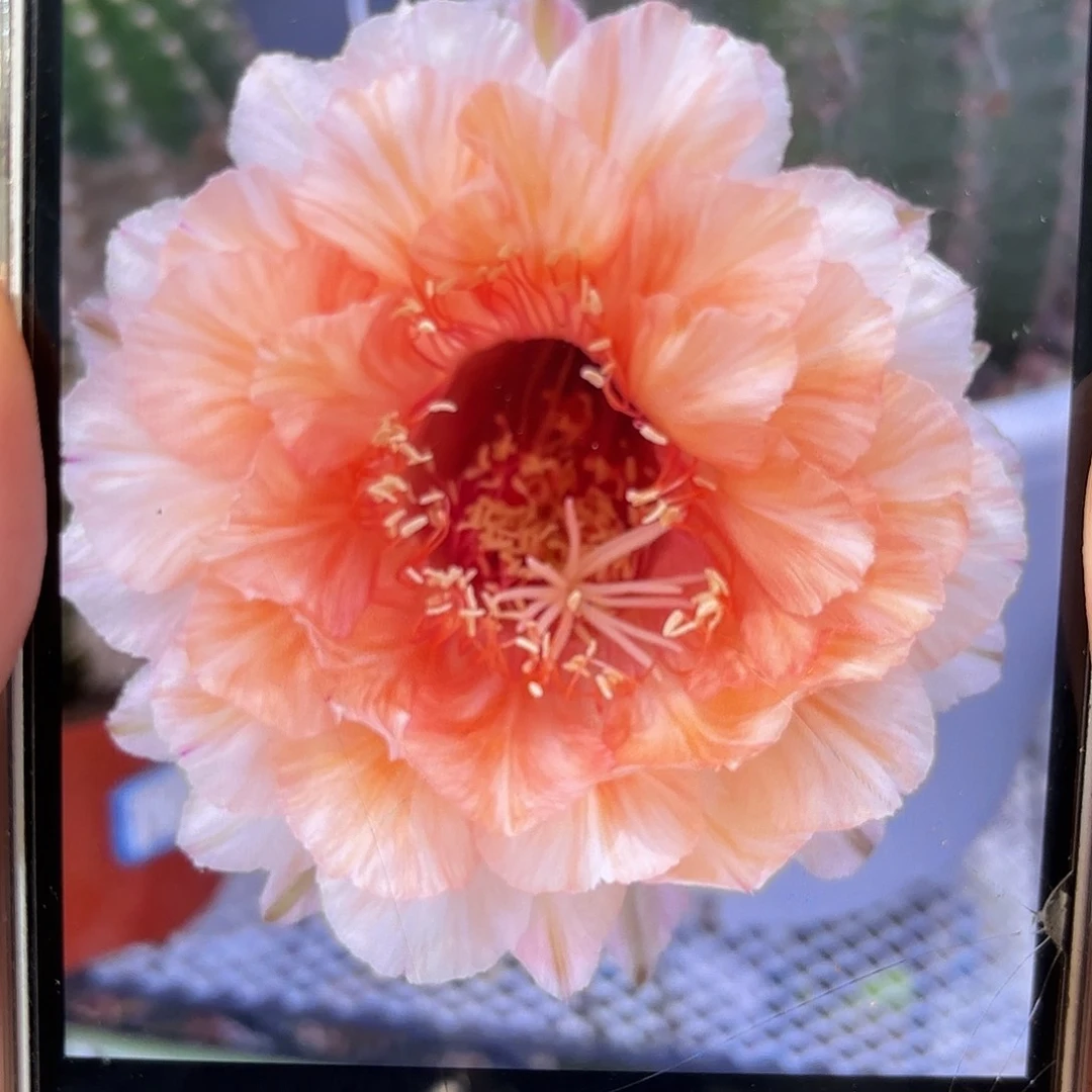 彩草拿铁6公分左右