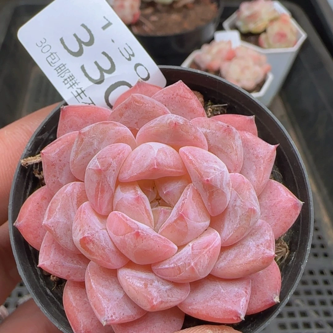 琥珀单头一颗脱土发货