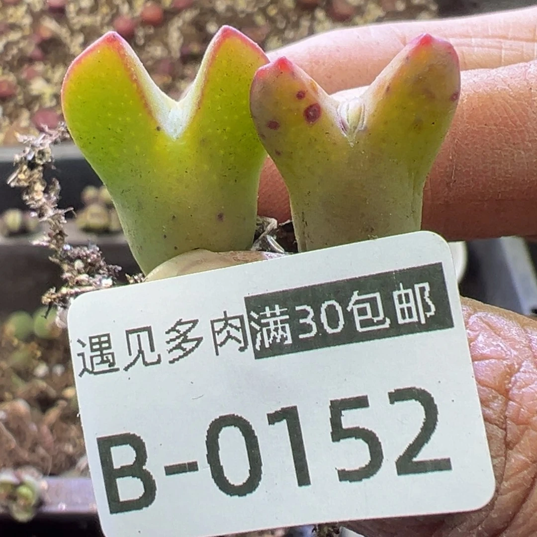 多肉植物11111111111111