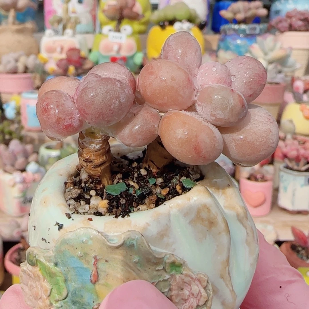双头蛋黄奶 盆口3.5cm