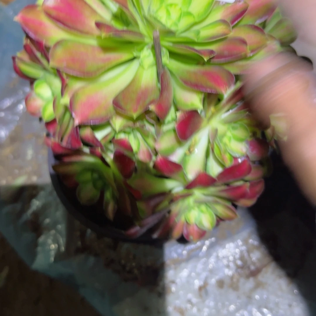 韶华法师多肉649