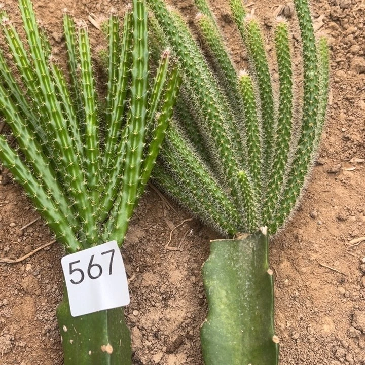 小***冻2棵颜色^_^^_^^_^567