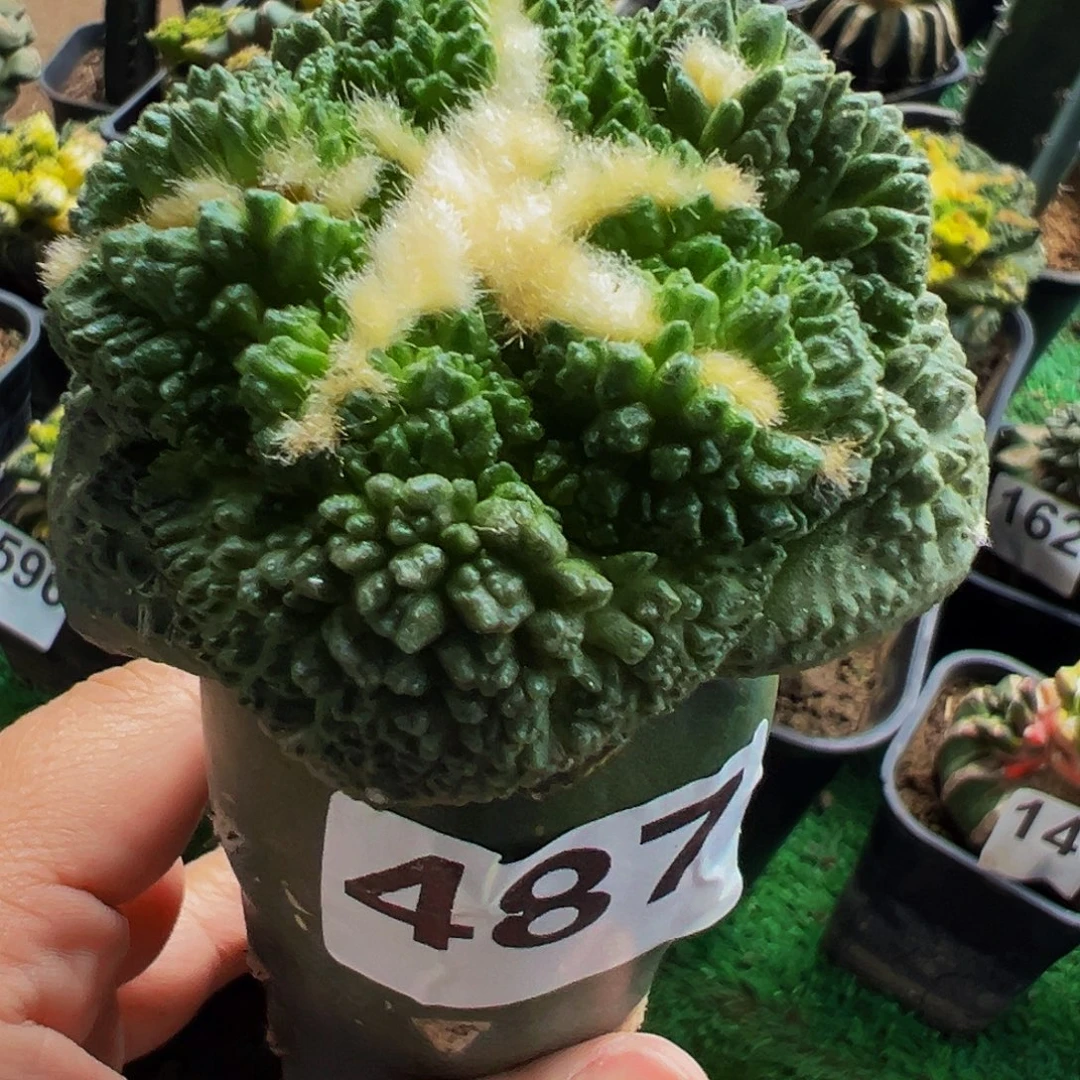 无花朵福利大尤龟甲牡丹487
