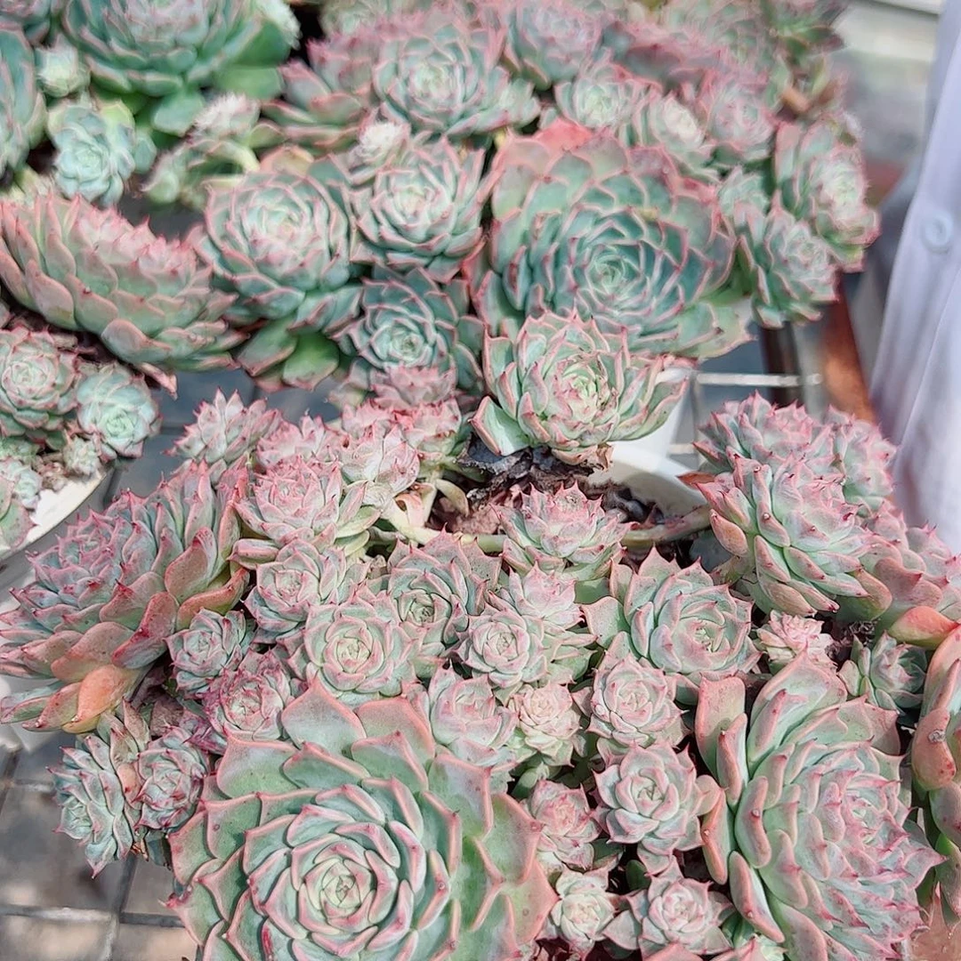 海滨格瑞多头群生